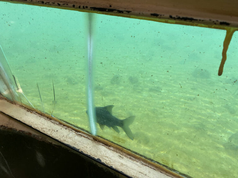 Aussicht auf die Fische